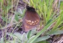 Erebia alberganus ©  S. Beshkov